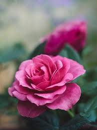 Nourish your face and repair damaged skin naturally. 40 000 Rose Images Photos Hd