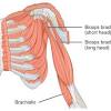 How do we learn to draw the arm well, in the quickest way possible? 1
