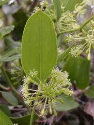 Image result for Smilax