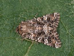 Image result for Hadena perplexa