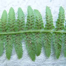 Image result for Athyrium