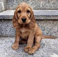 Pin By Lula Barisci On Animals In 2020 Cocker Spaniel Puppies Cocker Spaniel Dog Cute Dogs