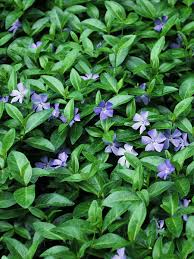 Image result for Vinca minor