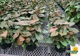 Check out our berry allusion syngonium selection for the very best in unique or custom, handmade pieces from our craft supplies & tools shops. Nephthytis Morning Dew Tropical Plants