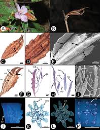 Image result for Antherotoma naudinii