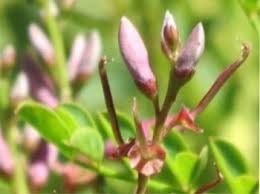 Image result for Indigofera longistaminata