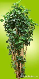 Pin On Indoor Trees