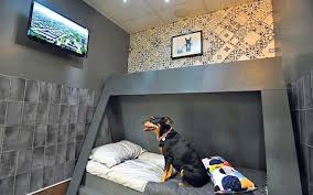 And apparently, there is a reason for that. Inside Britain S Poshest Dogs Only Hotels Where Pawsecco Is On Tap
