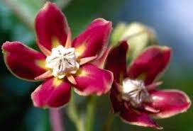 Image result for Vahlia capensis