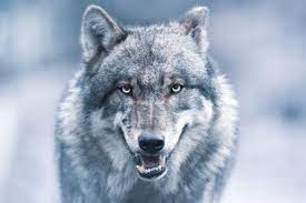 Wolves Stock Photos Royalty Free Images Vectors Video Grey Wolf Canis Canis Lupus