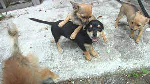 Craigslist Chihuahua Puppies Near Me Online