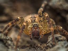 Denn wie schon bei anderen arten etwa der dornfingerspinne aus dem mittelmeerraum kann ein wärmeres klima dafür sorgen, dass auch sie bei uns in freier natur immer besser zurecht kommt. Krauseljagdspinne Nosferatu Spinne Zoropsis Spinimana Flickr