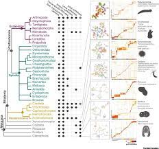 Nearly all live in fresh water, although a few species occur in brackish water or salt water. Evolutionary Cell Type Mapping With Single Cell Genomics Trends In Genetics