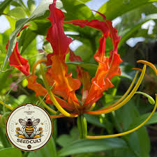 Image result for Gloriosa sessiliflora