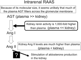 Maybe you would like to learn more about one of these? Independent Regulation Of Renin Angiotensin Aldosterone System In The Kidney Springerlink