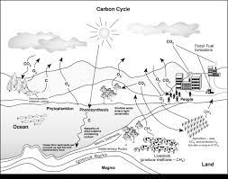 Exclusive Picture Of Water Cycle Coloring Page Entitlementtrap Com Carbon Cycle Color Worksheets Cycle Drawing