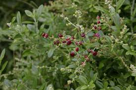 Image result for Rhagodia