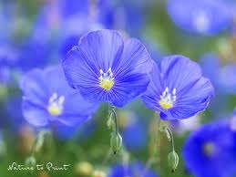 Leinen Kommt Von Lein Blauer Lein Blumen Bilder Blumenbilder Heilpflanzen