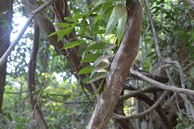 Image result for Rourea