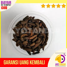 Budidaya maggot bikin untung di ranah peternakan dan pasar luas. Pupa Prepupa Lalat Maggot Bsf 100 Gram Pakan Ternak Alternatif Lazada Indonesia
