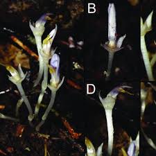 Image result for Exacum oldenlandioides