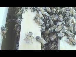 What makes a dog lethargic? Hive Status 4 Days After Installation Lethargic Bees 38 Degrees Youtube