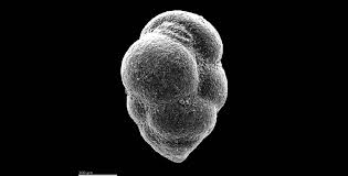 Image result for Micrargeriella