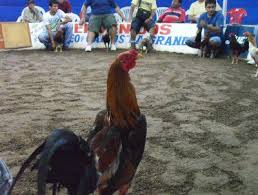 May 27, 2021 · fasiliti kesihatan di negeri itu dalam keadaan kritikal, dengan 81 kes dalam icu, menurut jpbn sarawak. Adu Ayam Di Peru Dan Gallos De Pelea