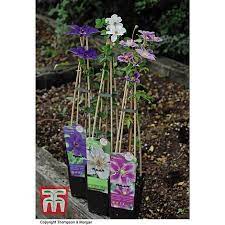 We did not find results for: Clematis The President Plants Thompson Morgan
