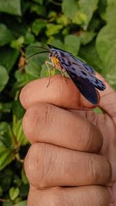 Image result for Dysphania procera