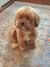 Puppy Cut Havanese