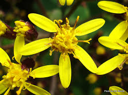 Image result for Roldana