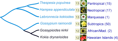 Image result for Gossypioides kirkii