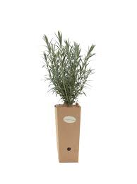 Image result for Gomphostigma