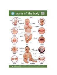 Body Parts English 4 Me 2