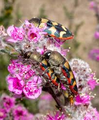 Image result for Cassipourea mollis