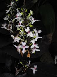 Image result for Pseuderanthemum