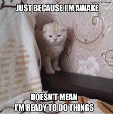 You all daily see the word meme in your searches around the internet. Treat Yourself With Some Funny Cat Memes Funny Animal Memes Best Cat Memes Funny Cat Memes
