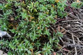 Image result for Chenolea