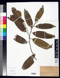 Image result for Shirakiopsis