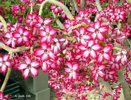 Image result for Adenium multiflorum