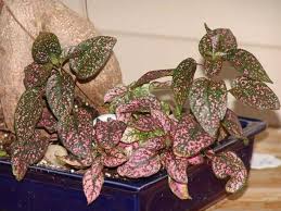 At the same time, be sure not to keep the soil soaking wet, as the plant will also succumb to root rot. How To Grow Polka Dot Plant Happy Diy Home