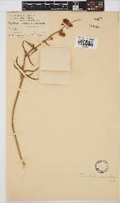 Image result for Physostigma mesoponticum