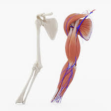 Bones, ligaments, and muscles are the structures that form levers in the body to create human movement. 3d Arm Muscle Bones Veins Turbosquid 1312774