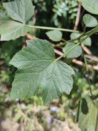 Image result for Hibiscus diversifolius