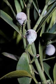 Image result for Nageia nagi