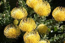 Leucospermum Plant Care Learn About Leucospermum Growing Conditions Plants Flowers Plant Care