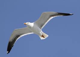 Albatros Kuslari Bilgeyik