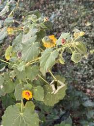 Image result for Abutilon hirtum