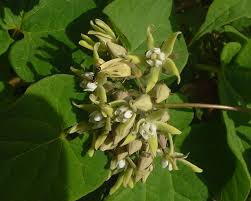 Image result for Cynanchum orangeanum